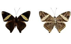 Colobura dirce dirce