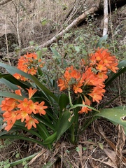 Clivia miniata miniata