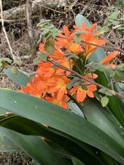 Clivia miniata miniata