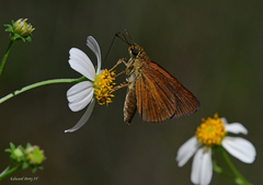 Euphyes dukesi calhouni