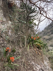 Clivia miniata miniata