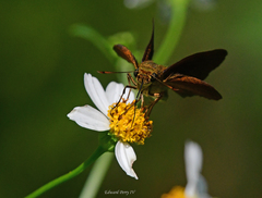 Euphyes dukesi calhouni