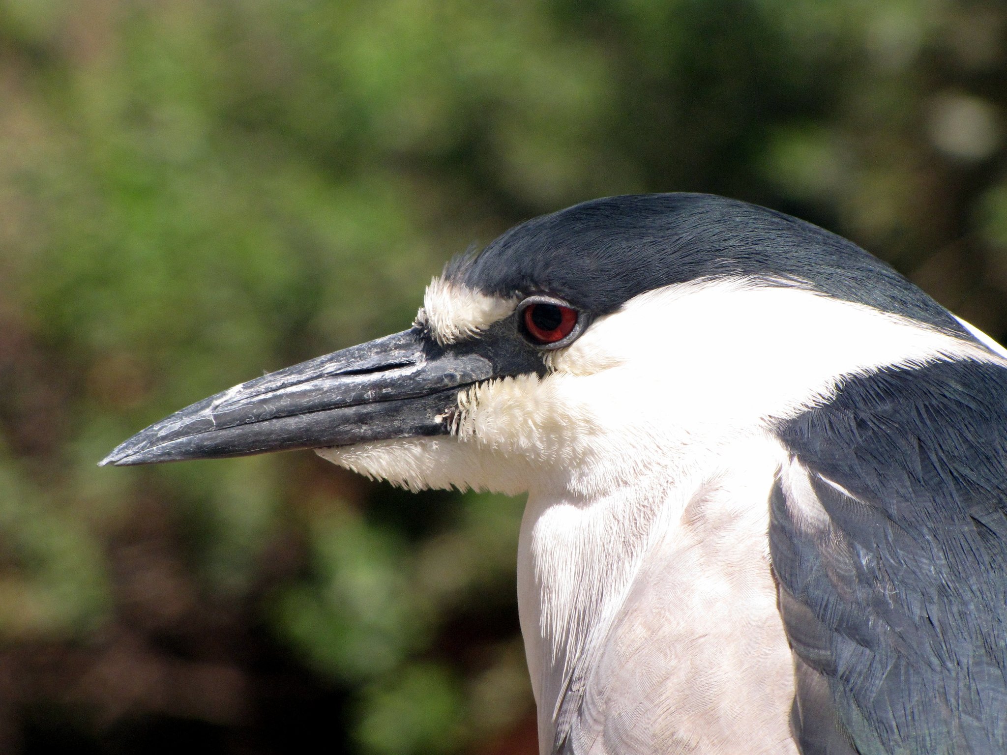 Black-crowned Night Heron