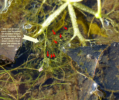 Utricularia radiata