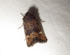 Lacinipolia stricta
