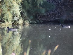 Fulica americana