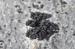 Enchylium polycarpon