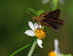 Euphyes dukesi calhouni