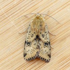 Heliothis acesias