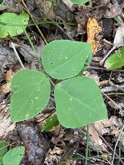 Hylodesmum pauciflorum