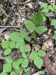 Hylodesmum pauciflorum