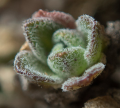Draba nivalis