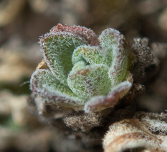 Draba nivalis