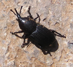 Scyphophorus