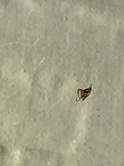 Neospintharus trigonum