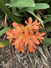 Clivia miniata miniata