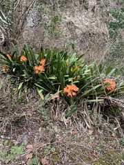 Clivia miniata miniata