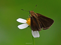 Euphyes dukesi calhouni