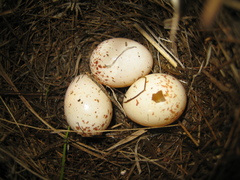 Ammodramus savannarum