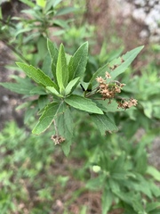 Nidorella ivifolia