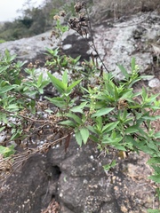 Nidorella ivifolia