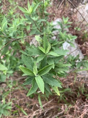 Nidorella ivifolia