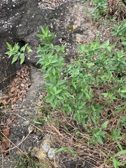 Nidorella ivifolia