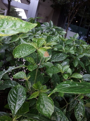 Anthene emolus goberus