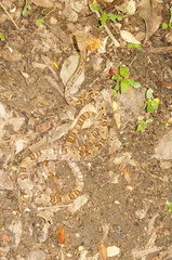 Trimorphodon biscutatus