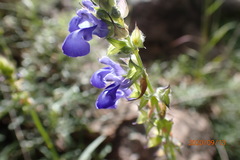 Salvia laevis