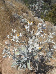 Hazardia detonsa