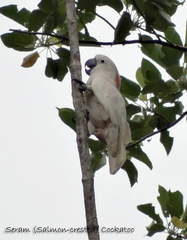 Cacatua moluccensis