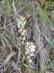 Stackhousia aspericocca
