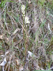 Stackhousia aspericocca