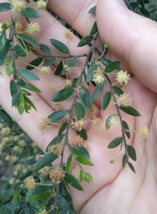 Acacia howittii