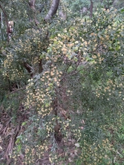 Acacia howittii