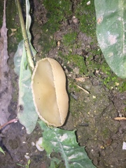 Peziza domiciliana