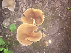 Peziza domiciliana