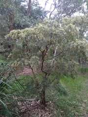 Acacia howittii