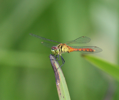 Sympetrum kunckeli