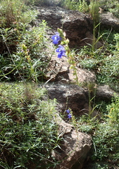 Salvia laevis