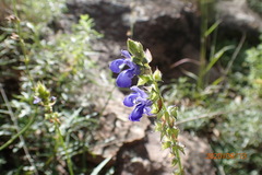 Salvia laevis