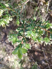 Pimelea linifolia linifolia