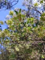 Pimelea linifolia linifolia
