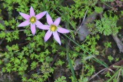 Romulea rosea australis