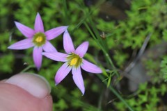 Romulea rosea australis