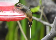 Phaethornis syrmatophorus