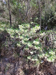 Pimelea linifolia linifolia