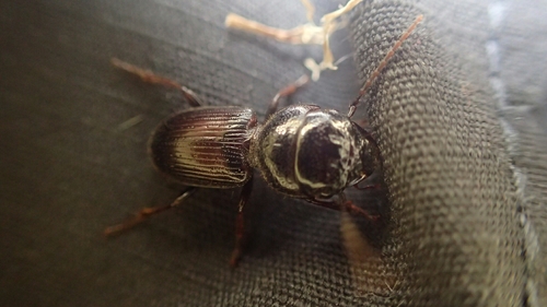 Dixus clypeatus