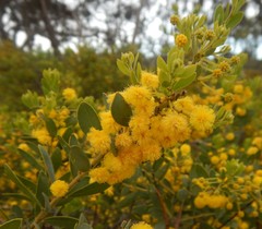 Acacia brachybotrya